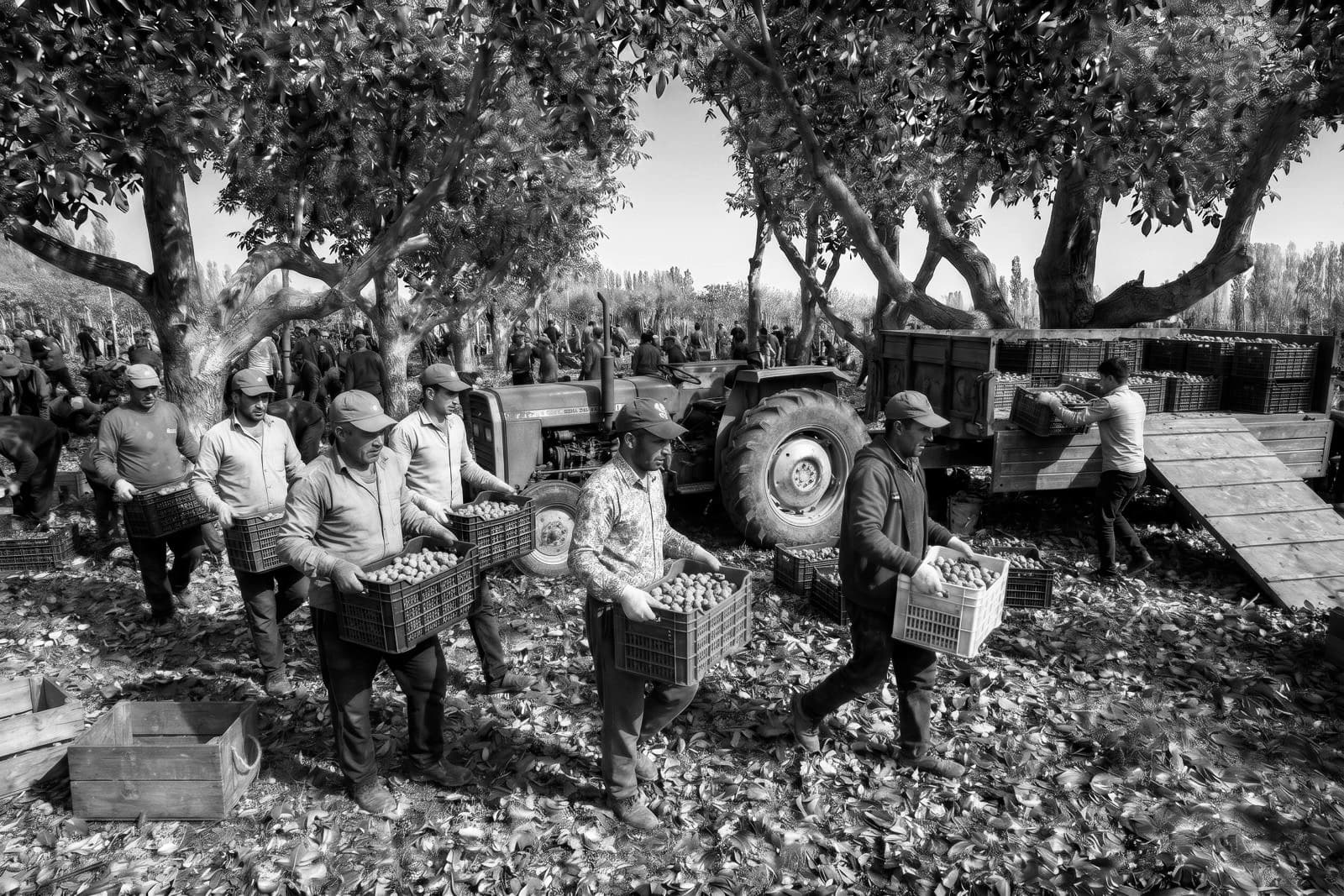 İşçiler hasat edilen cevizi küçük kasalarla traktör römorkuna taşıyor